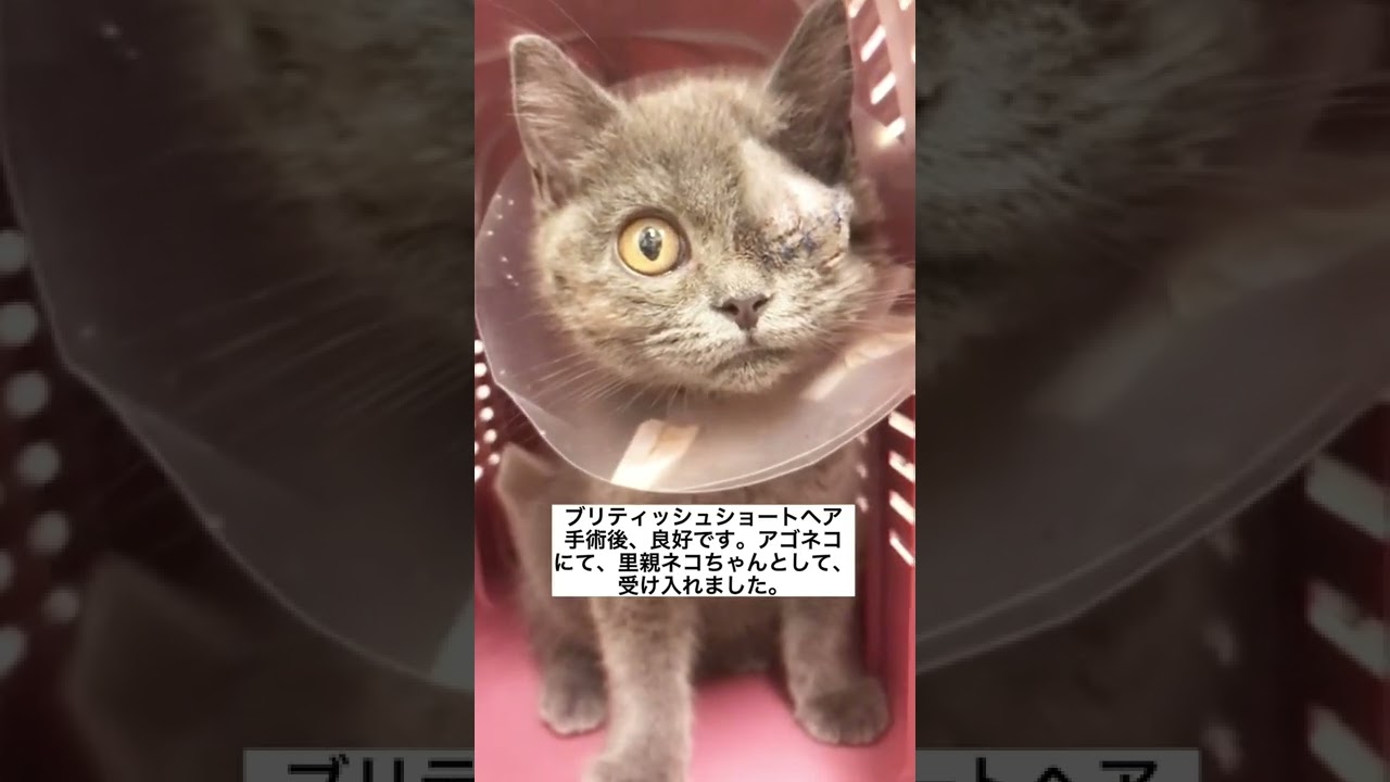 里親募集中子猫ちゃん・　ブリティッシュショートヘア😸　アゴネコにて、受け入れました。
