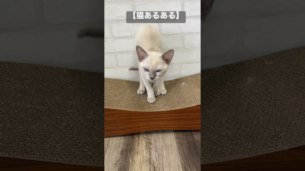 【猫あるある】眠くてもおやつ😅 #トンキニーズ #ネコ #癒し #ペット #shorts