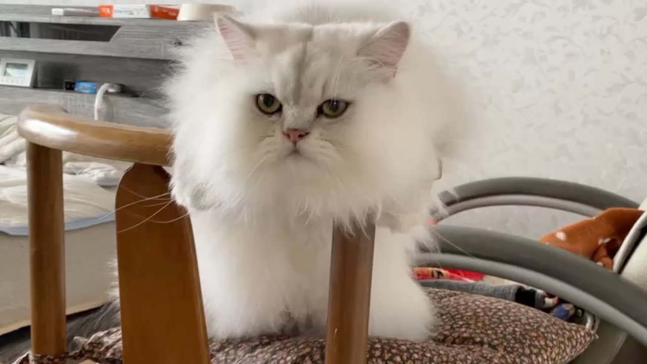 【ペルシャ猫】ぎんちゃんの小さなお願いが可愛すぎた