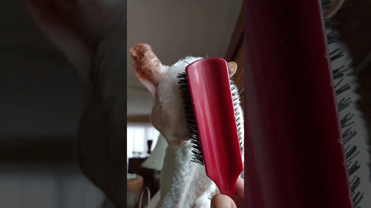 Brushing Babymoon's face (13yr old cornish rex) 😸🐈