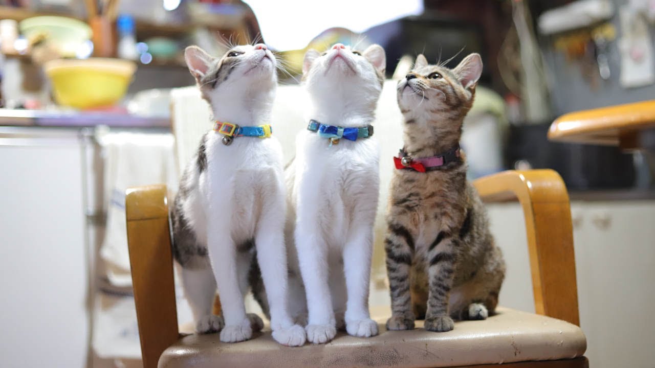椅子の3匹の子猫たち　230310