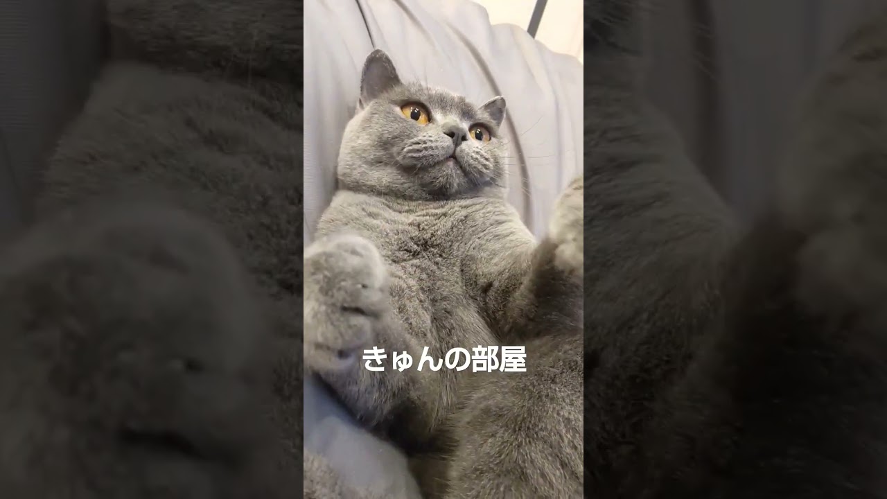 可愛い#ブリティッシュショートヘア #shorts #猫 #ねこ#cat
