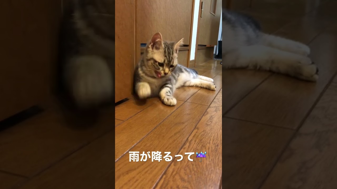 #雨 #kittycat #アメリカンショートヘア #catstagram