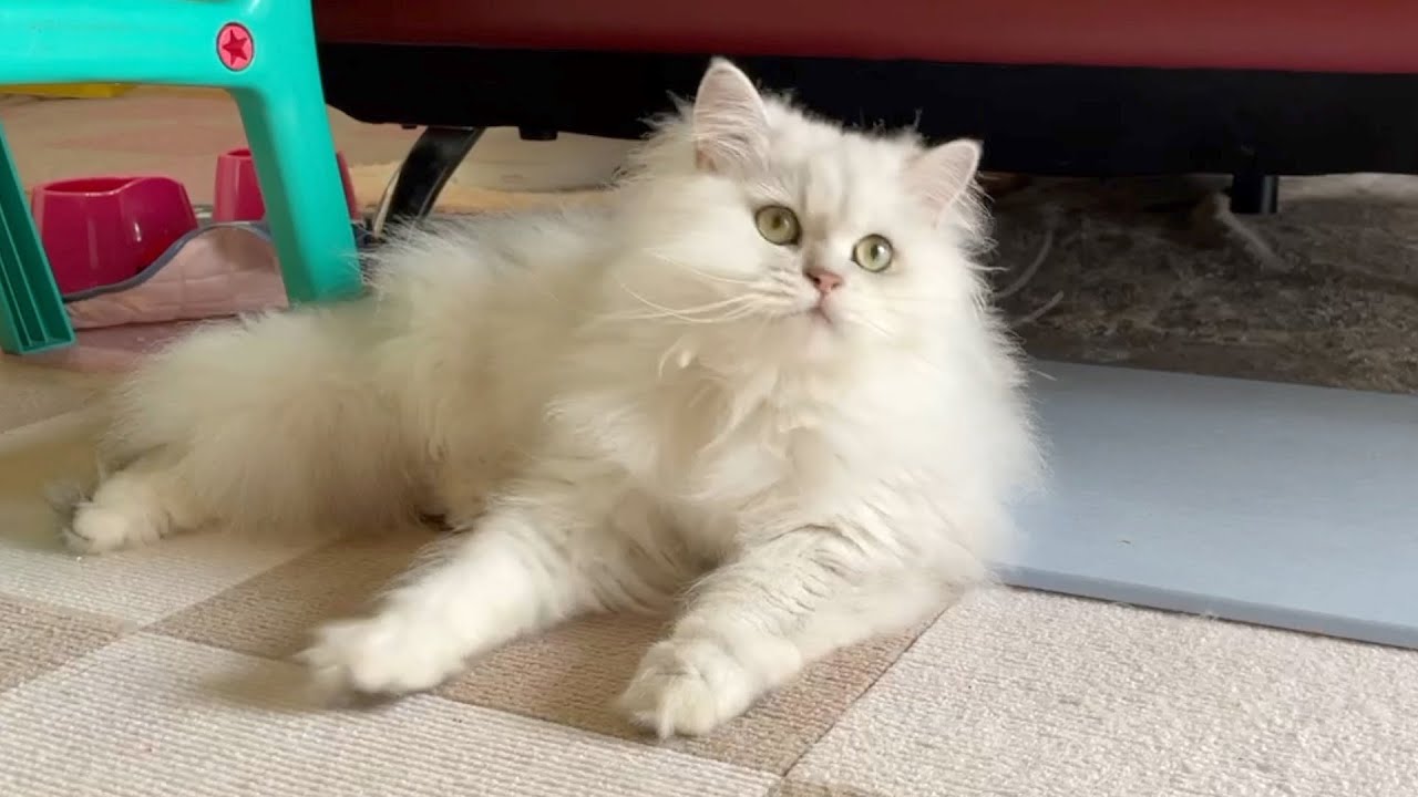 【ペルシャ猫】初夏ちょっとばて気味なネコの遊び方が可愛すぎた