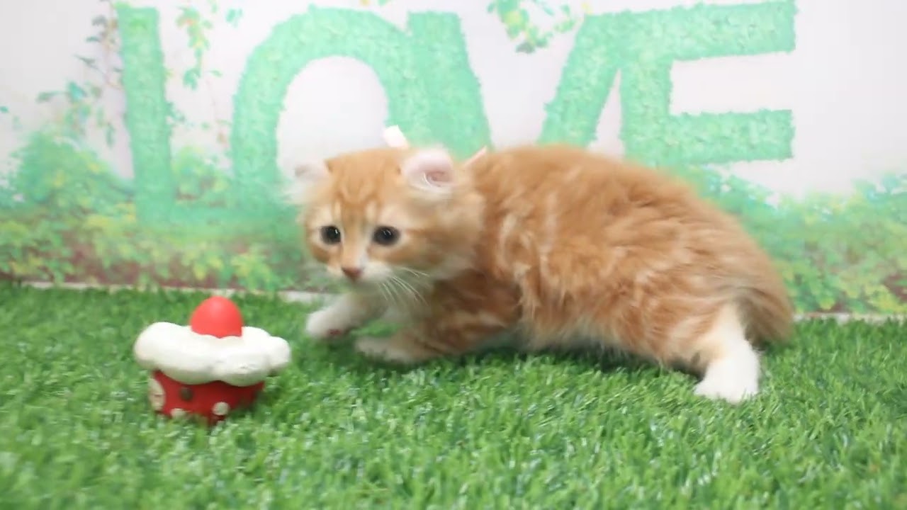 Coo&RIKU　No622595　アメリカンカール