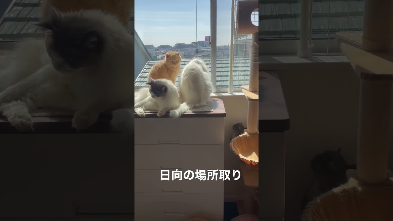 ラグドールのテンちゃん、セルカークレックスのカボちゃんとはっちゃん、マンチカンのボンちゃん、ミックスのマロさん