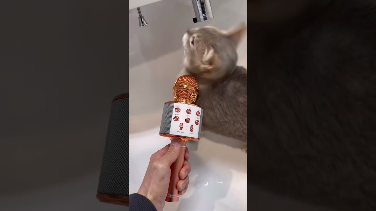 お留守番していた4匹のもとにママが帰って来る