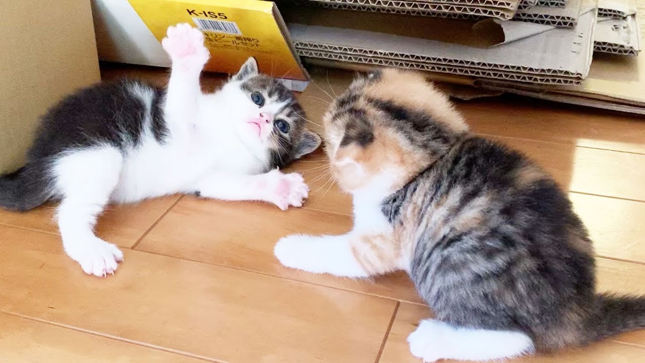【子猫】初めての兄弟喧嘩！【スコティッシュフォールド】