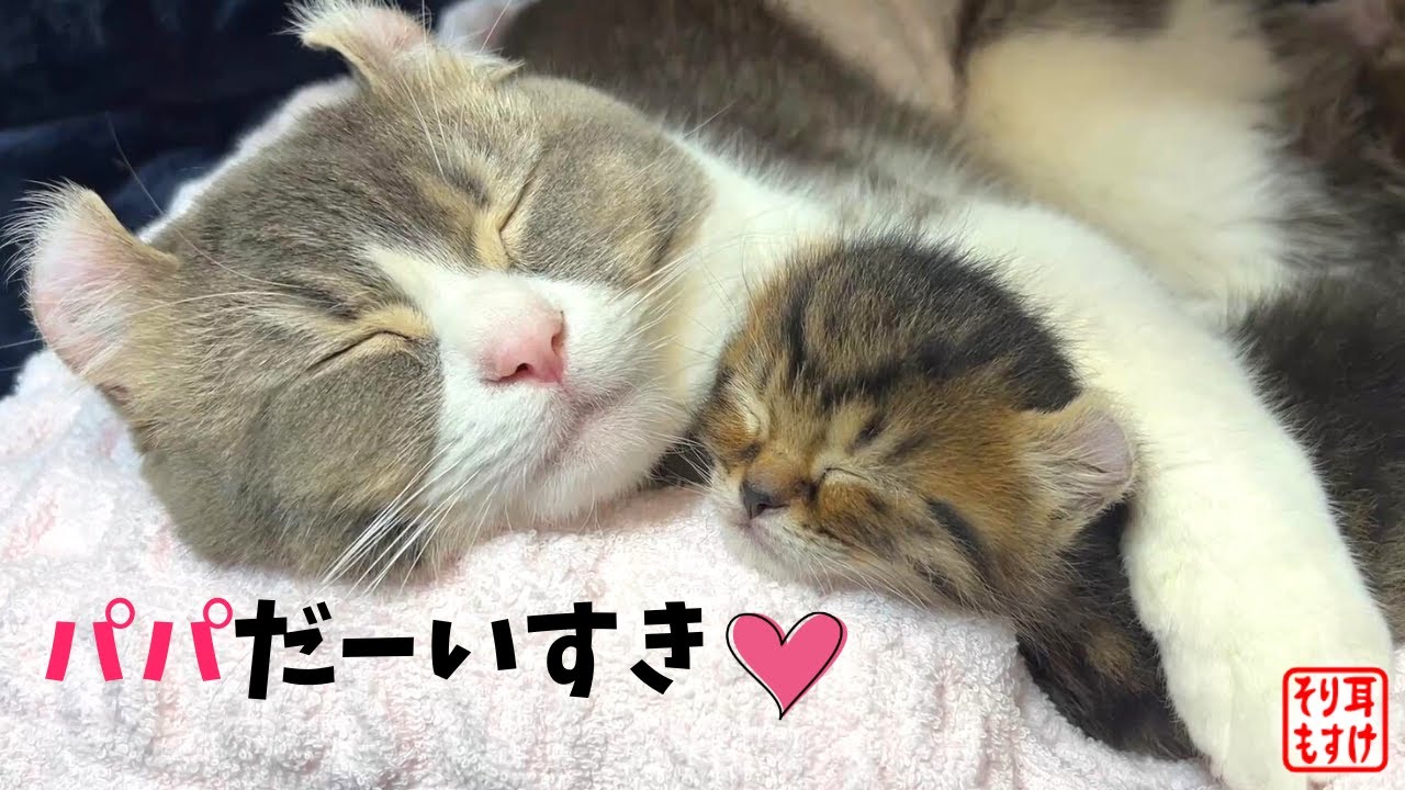 世界一優しいパパに育てられた子猫はこうなります💕【奇跡のイクメン猫】