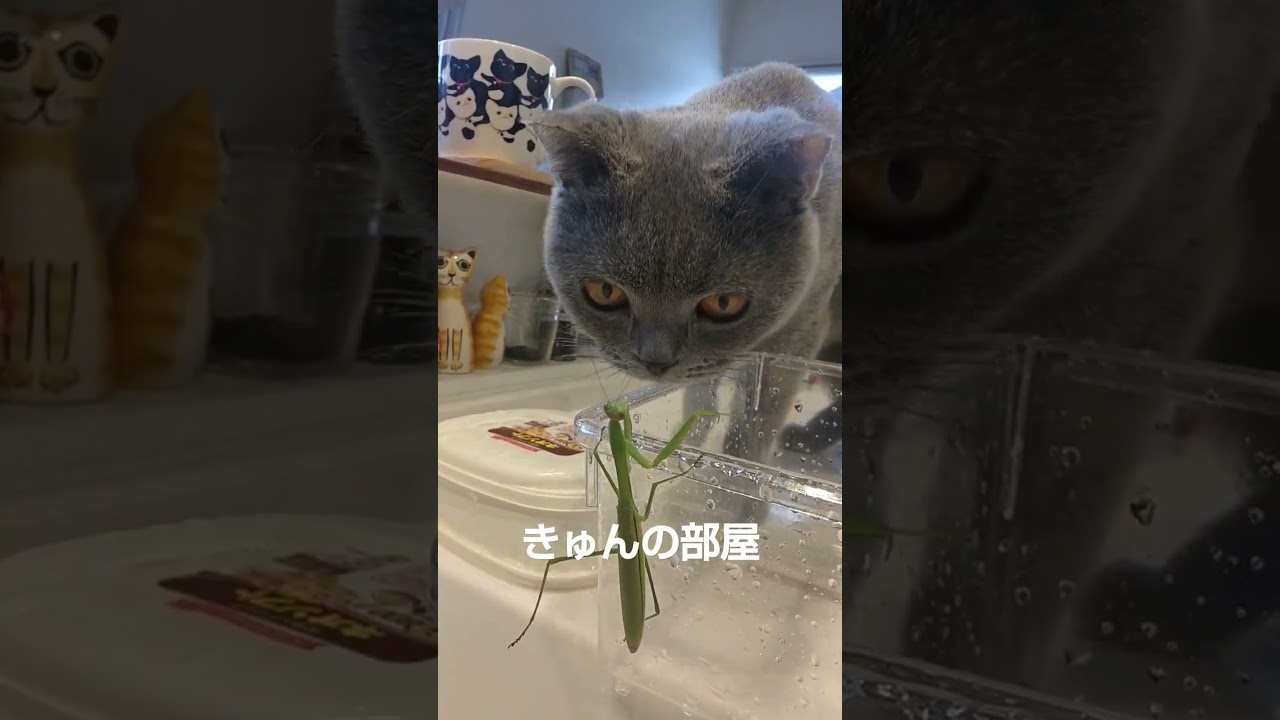 カマキリと猫#ブリティッシュショートヘア#shorts #猫