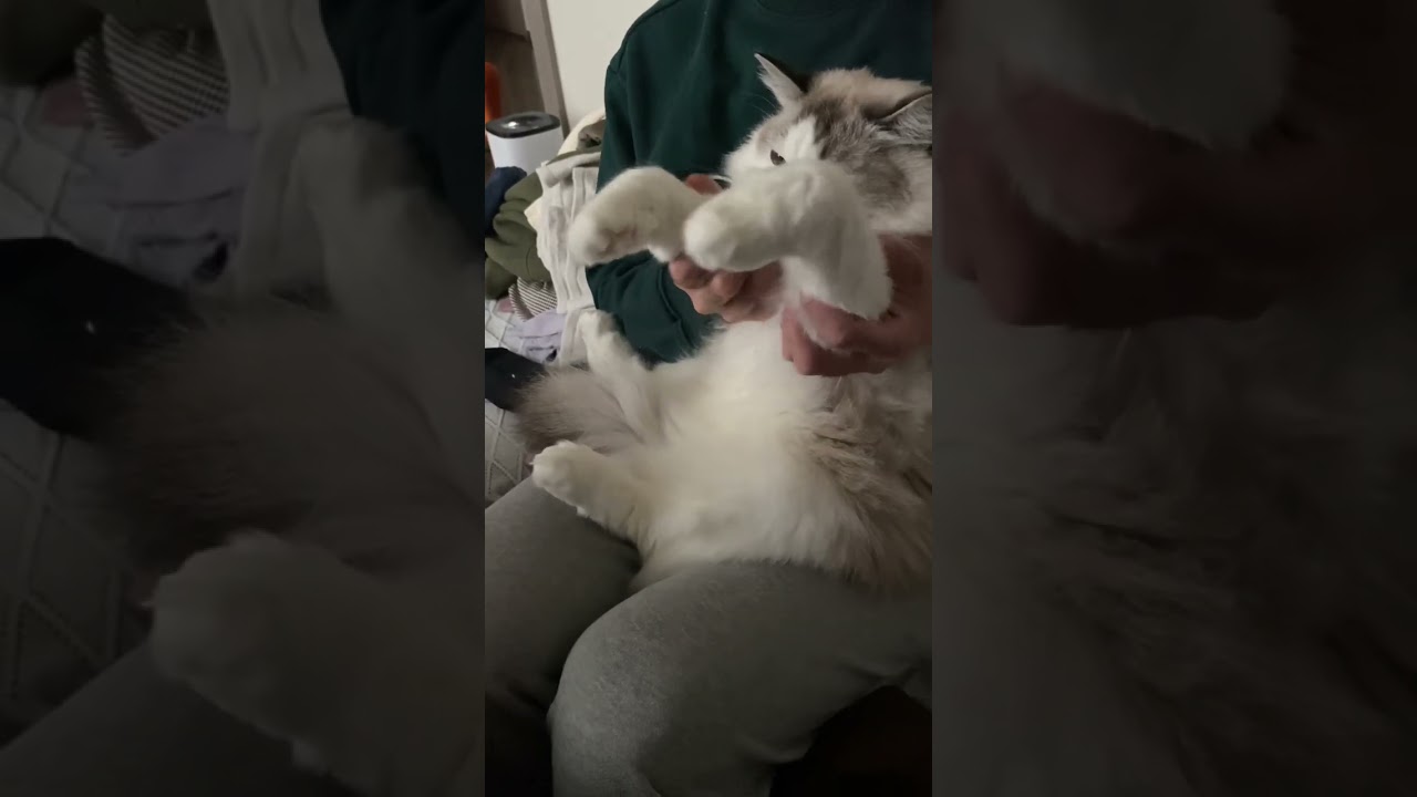 甘えん坊ラグドールの配膳トレーニング #shorts