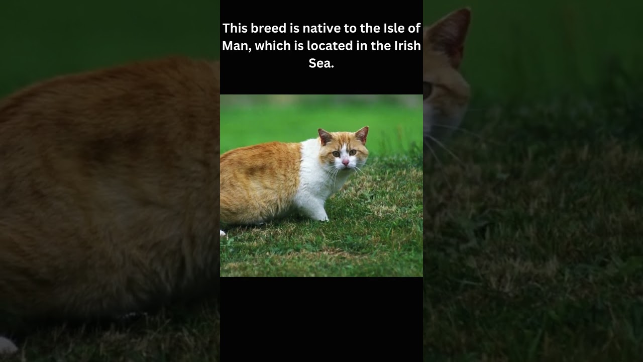 All about the tailess MANX Cat - Fun Facts 76 #shorts  #hopesfacts