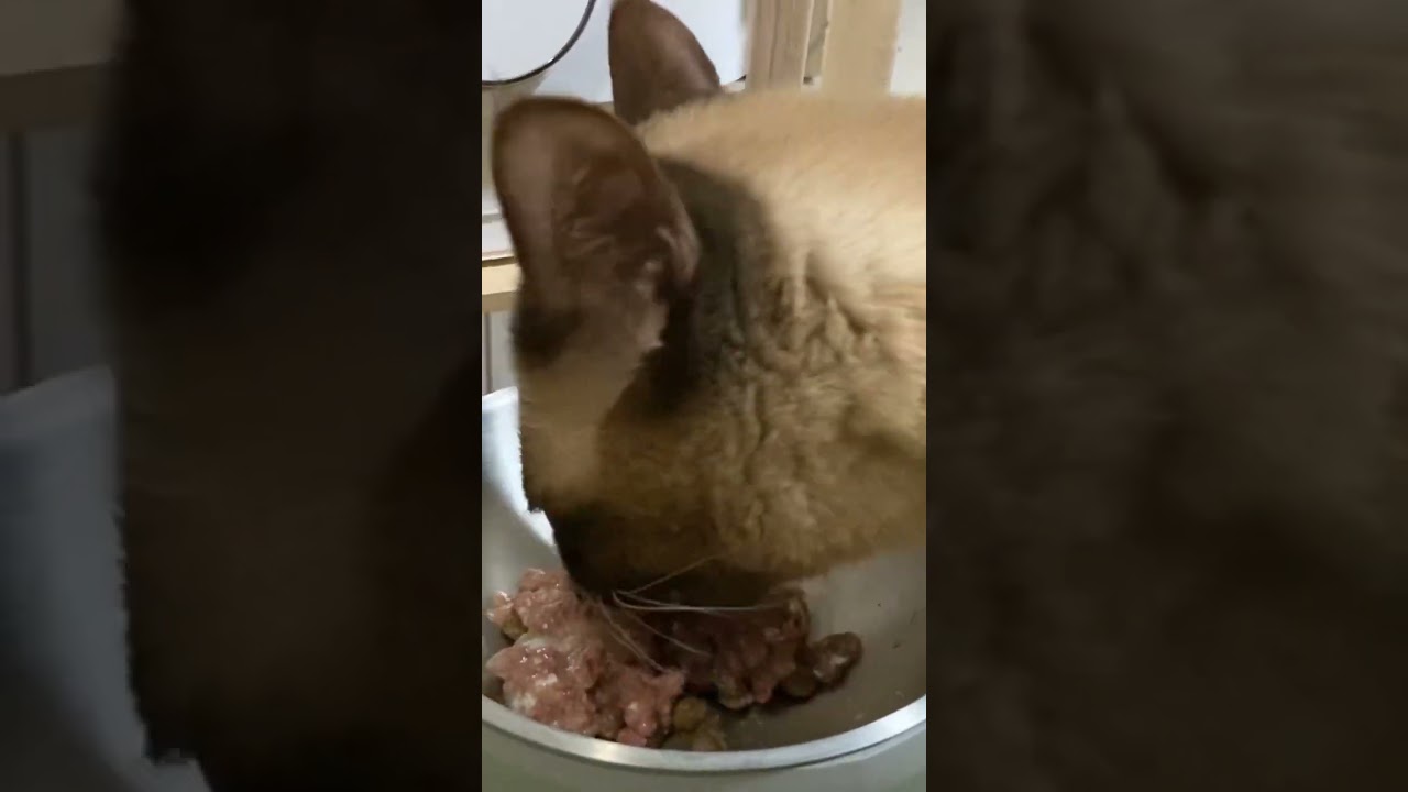 トンキニーズ 【メシ】