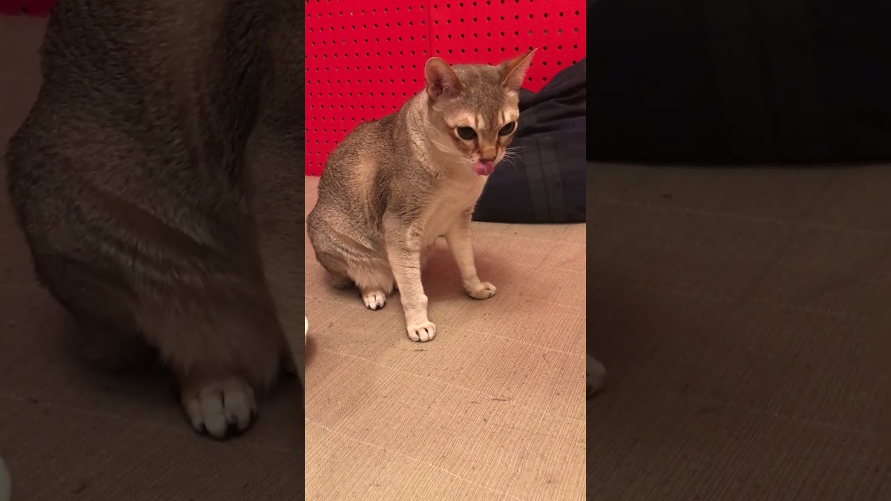 たぬき猫をしつこくフンフンするシンガプーラなのにゃ♪