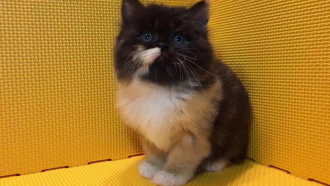2017.12.28セルカークレックス キャリコ