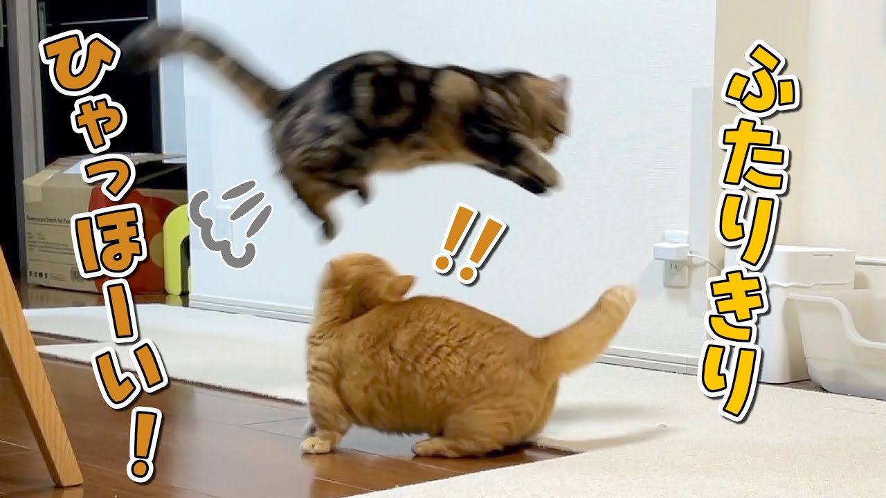飼い主がいなくなった途端本性が現れた猫たちがこうなってました！笑