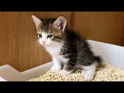 出た瞬間、声を出す子猫が可愛すぎた