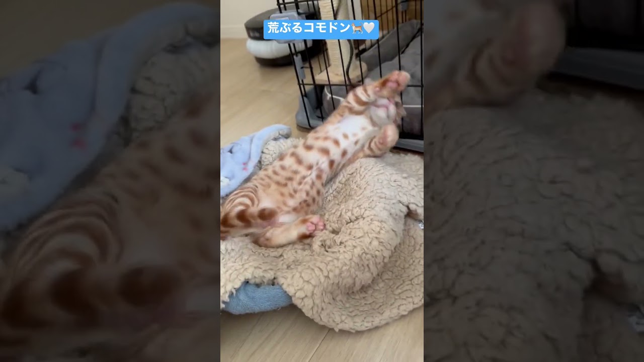 おもちゃは3日で壊れました🐈 #キンカロー #猫 #子猫 #猫のいる暮らし #cat #catlover #catvideos #고양이 #catlovers #catvideo