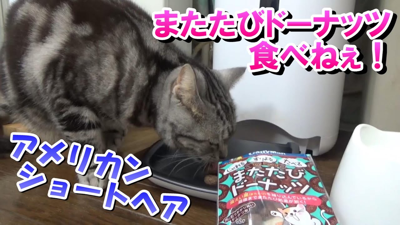 給餌器メンテナンスとまたたびドーナッツ！（アメリカンショートヘア）