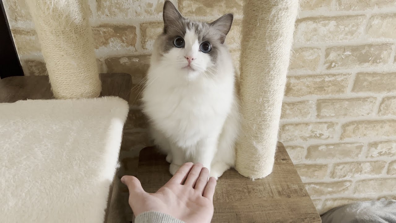ごはん関係なくラグドール猫にお手を求めたらとんでもないことになった…