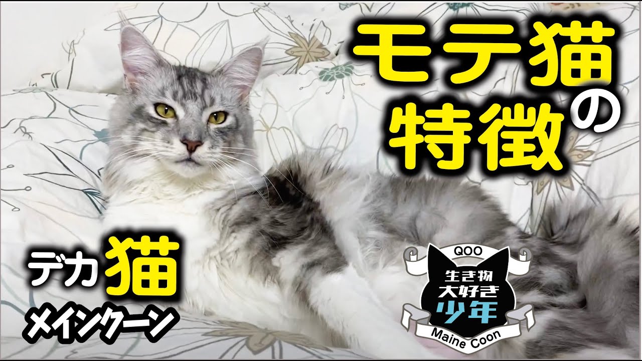 【メインクーン】モテる猫とモテない猫の違いは○○にあった！意外な猫の恋愛事情♡