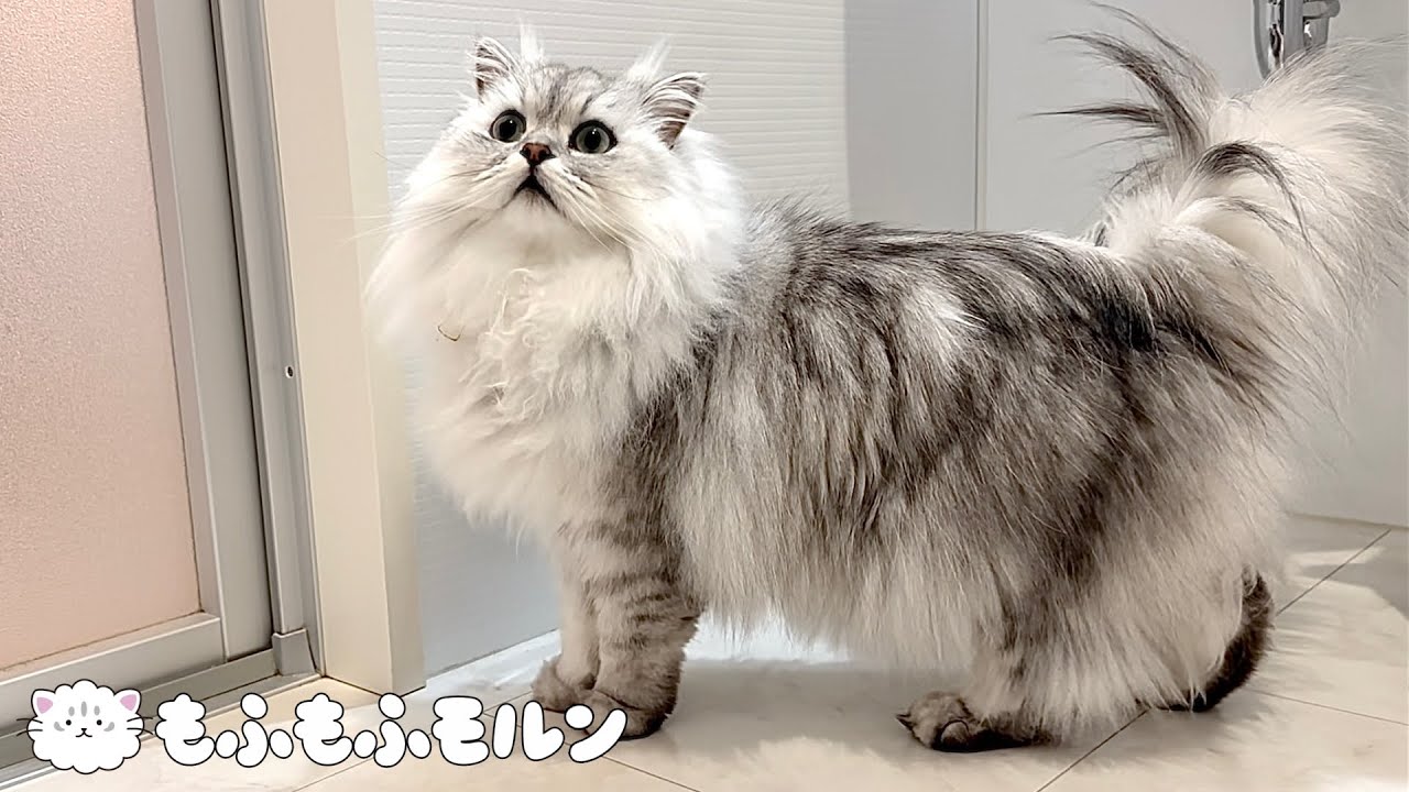 猫が吐いてしまったのでキッチンマットを洗います【サイベリアン】