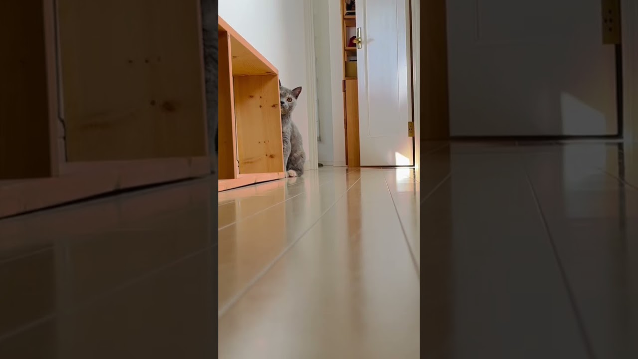 物陰から存在をアピールするうずめw#ブリティッシュショートヘアー #猫 #猫のいる暮らし #britishshorthair #cat #gatos