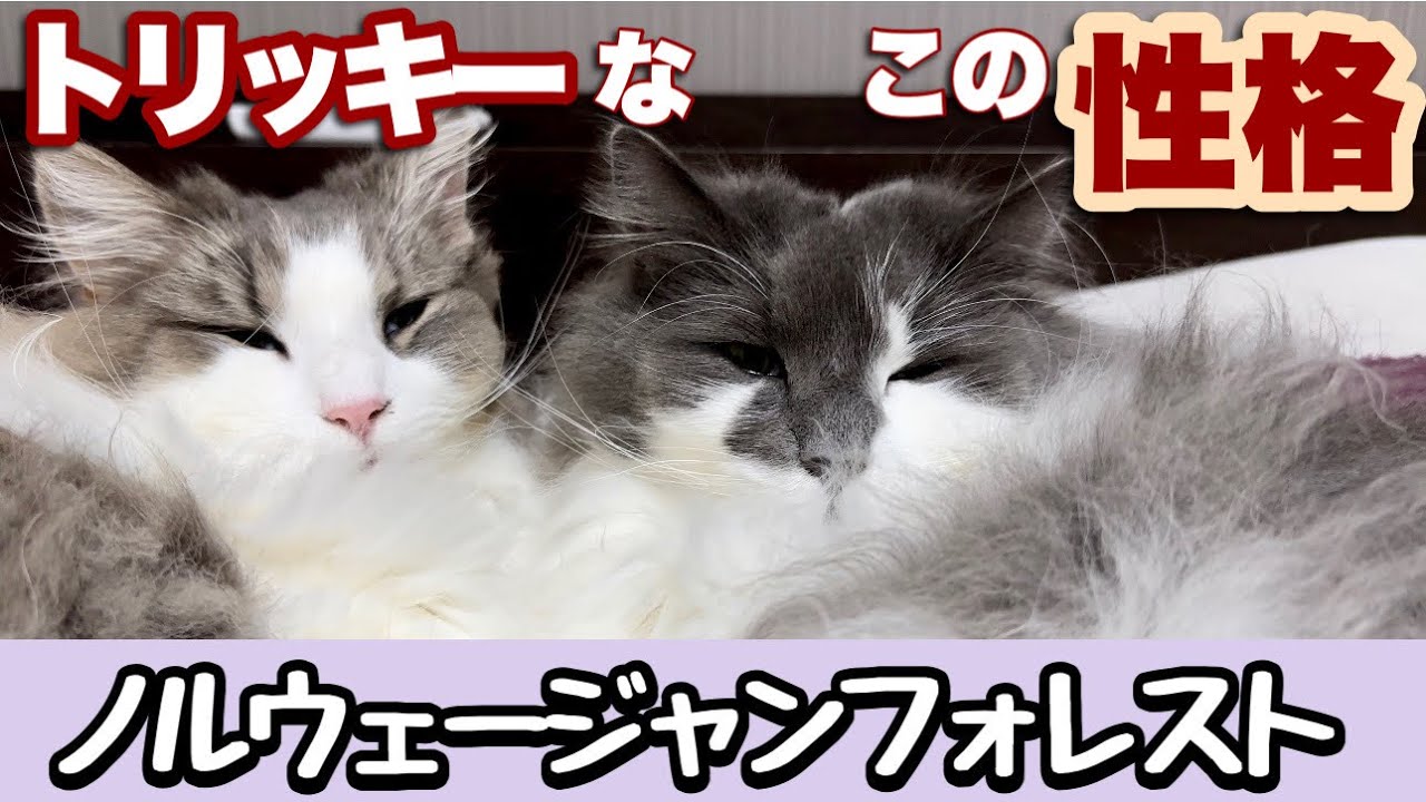 ノルウェージャンフォレストキャットたちの独特な性格が面白すぎる！イタズラ連発の日常！