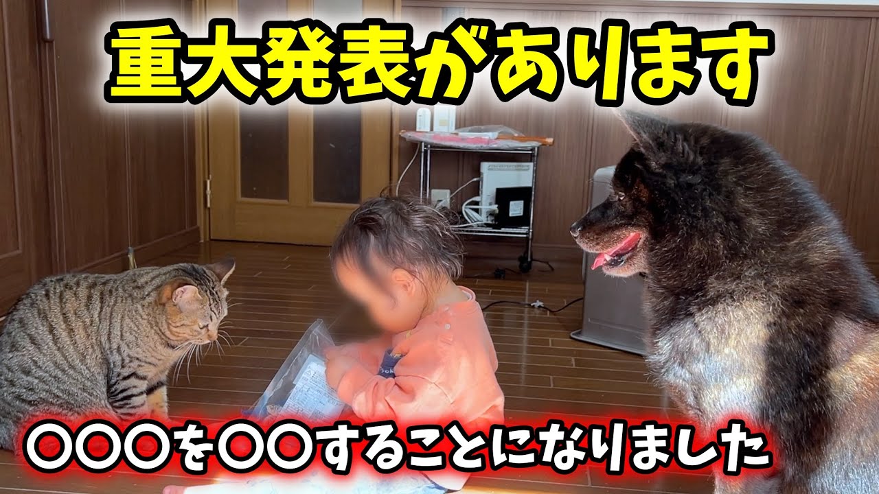 重大発表があります。【甲斐犬一休と猫のしずくと娘と僕とママ】