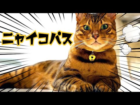 ニャイコパスなイケメン猫が暴君しております