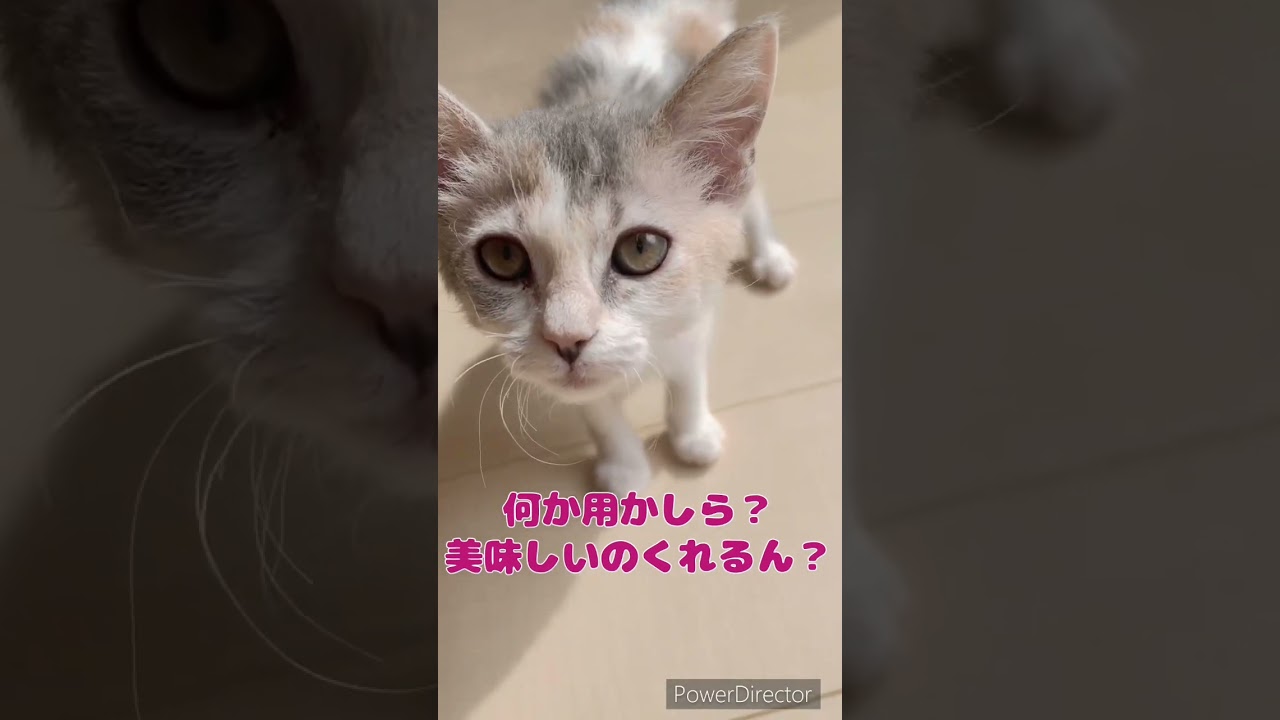 スクーカムちゃん長足♀🐈御家族募集中💕 【お問合せ詳細は説明欄に記載あります】 #ブリーダー直販 #ラパーマ #猫 #マンチカン #ミヌエット #子猫 #猫のいる暮らし #子猫販売 #子猫販売