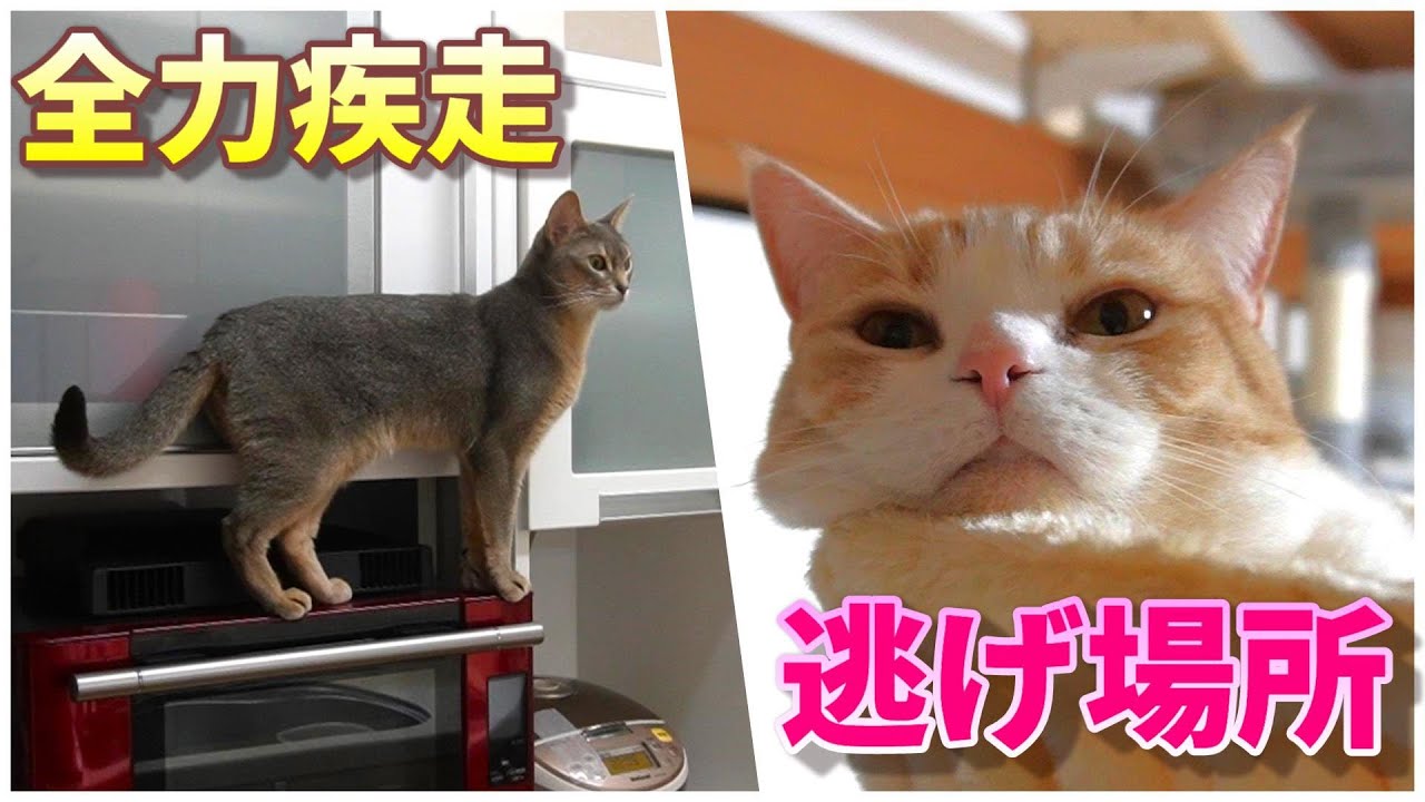 家庭内疾走族【スコティッシュフォールド】【アビシニアン】