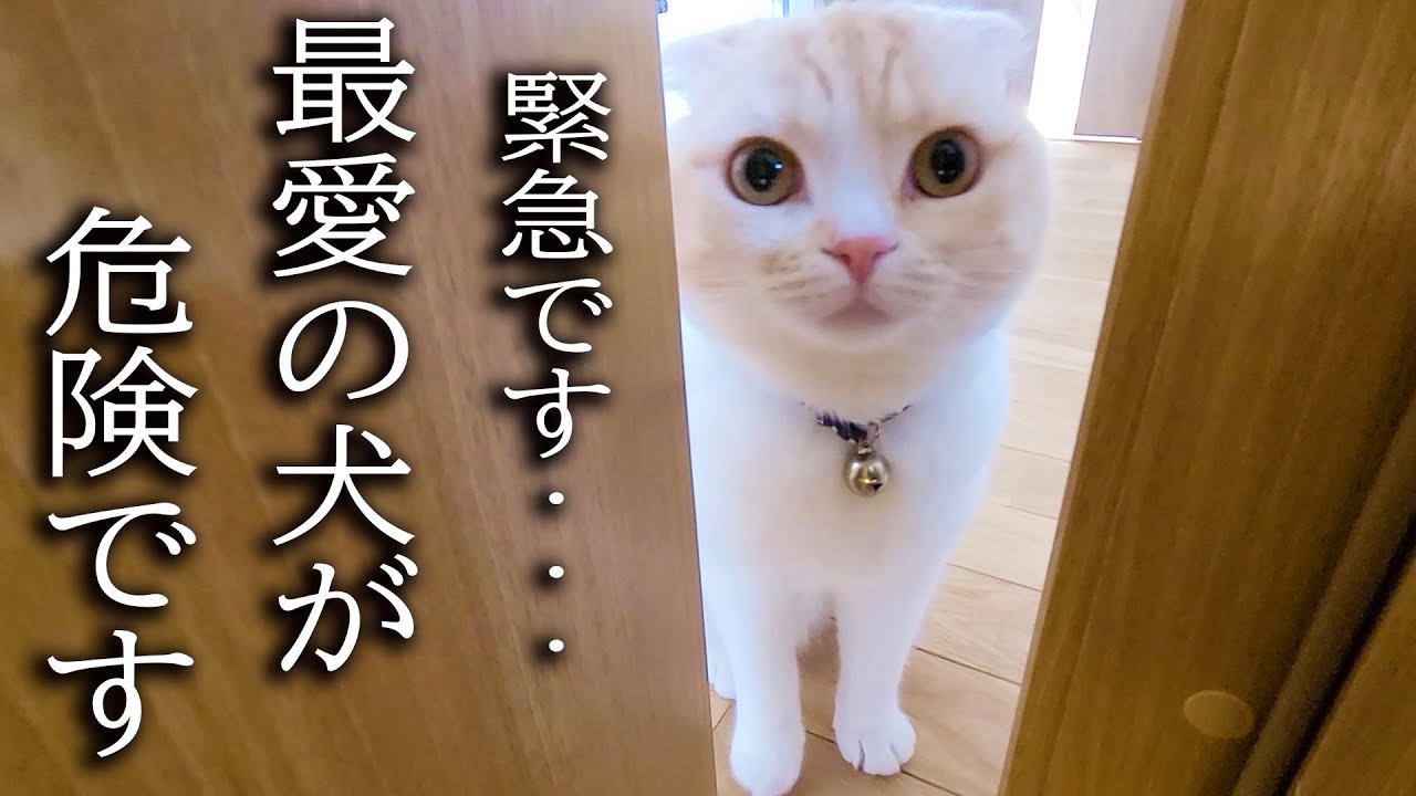 大好きな犬の異変を秒で知らせにきた子猫がこちらです...
