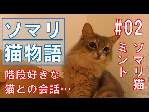 【ソマリ】階段でしっぽブンブン...神経質だった猫がどうなった…　#02ソマリ猫ミント