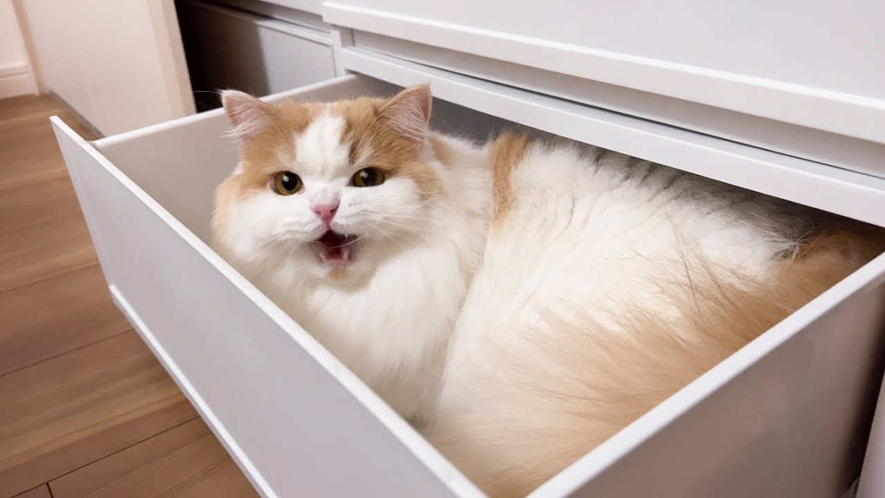 季節が変わるたびに愛猫がこうなりますw