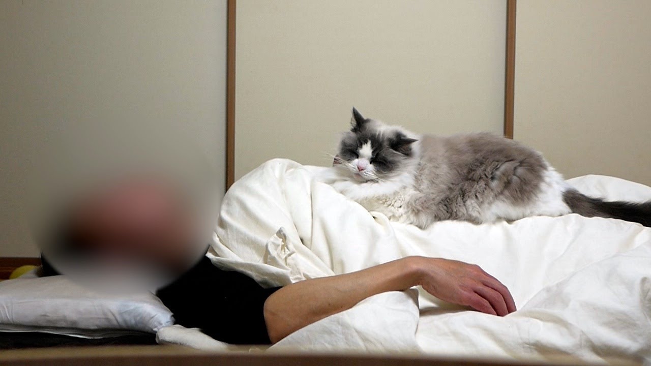 おじさんのことが好きすぎて一緒に寝ようとする甘えん坊な性格のラグドールのんちゃん。笑