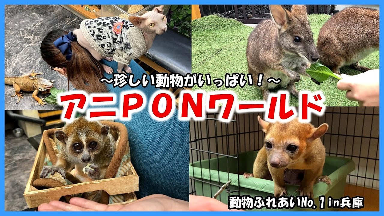 【アニPONワールド】動物ふれあいNo 1in兵庫～珍しい動物がいっぱい！～