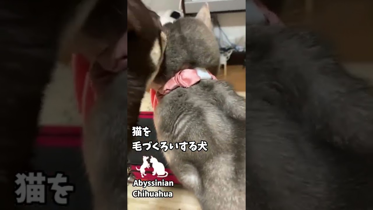 (チワワ&アビシニアン)猫を毛づくろいする犬 #shorts