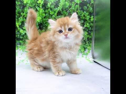 ラガマフィン（レッドタビー）の男の子（9/21生まれ）