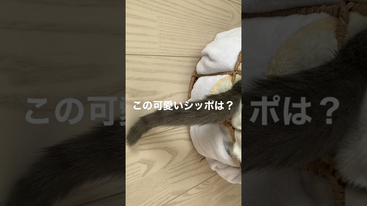 この可愛い生き物は何だ！ #shorts #猫 #cat #ブリティッシュショートヘア