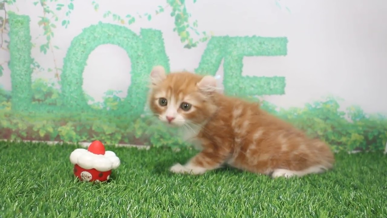 Coo&RIKU　No622596　アメリカンカール