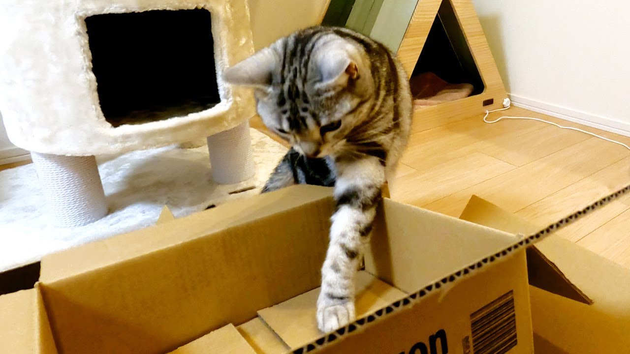 たくさんのダンボールに困惑する猫【アメリカンショートヘアー】
