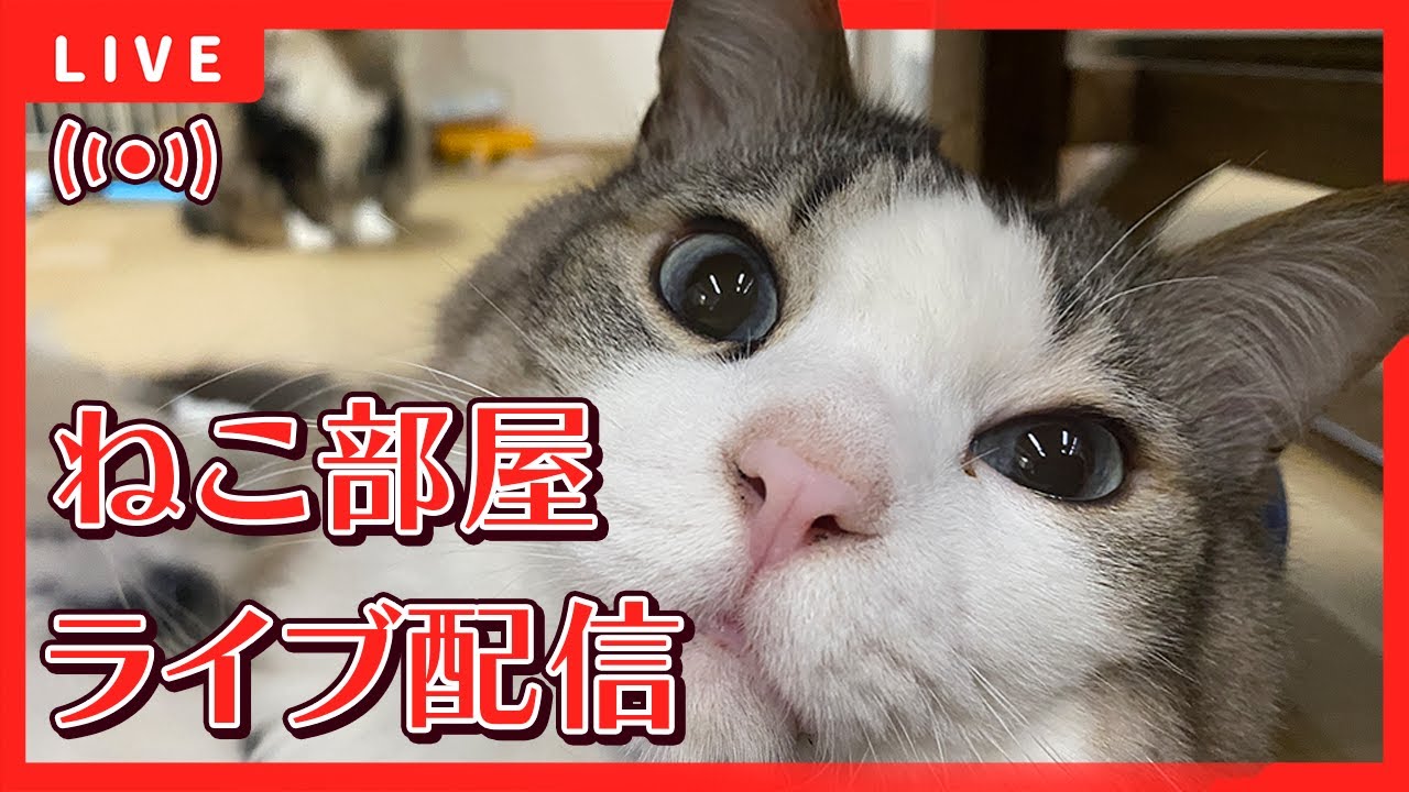💖【看板猫日本一のおもち】💖２階猫のお部屋ライブ配信中💖