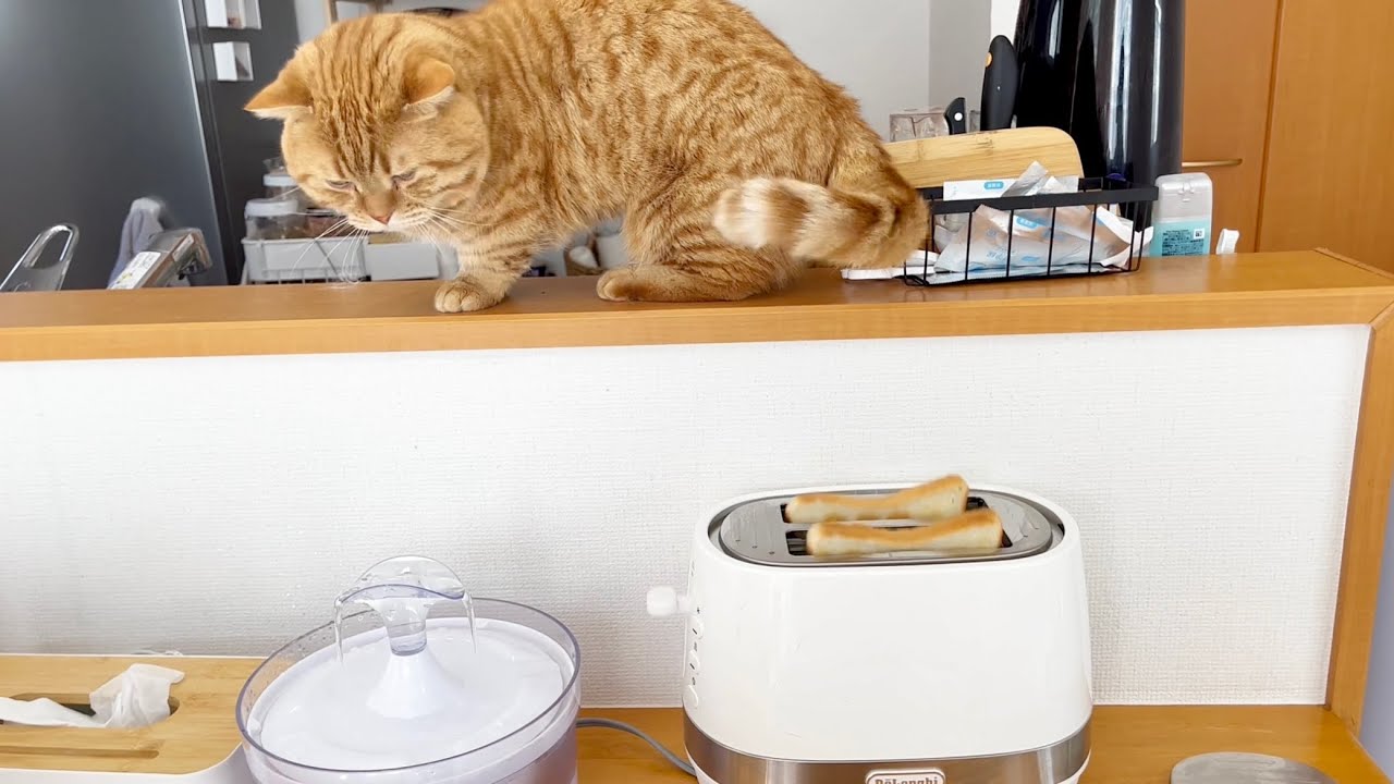 トースターにたまげる猫。 Munchkin cat was surprised by the toaster!