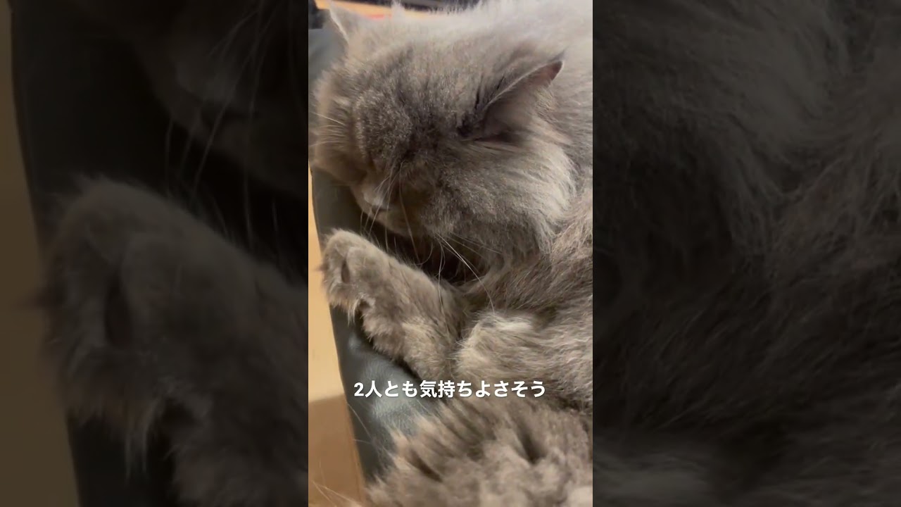 珍しく父猫に甘える妹猫　#ラガマフィン #猫のいる暮らし #子猫動画