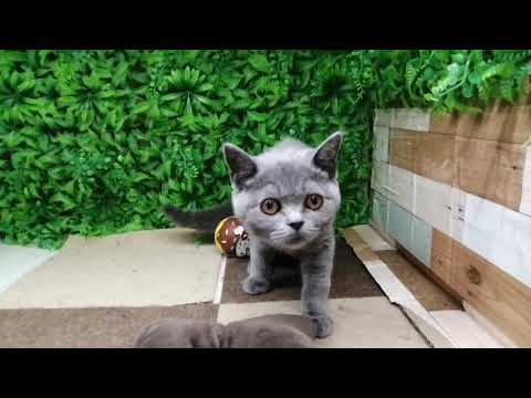 ペットショップcoo&riku No.611167　ブリティッシュショートヘアー