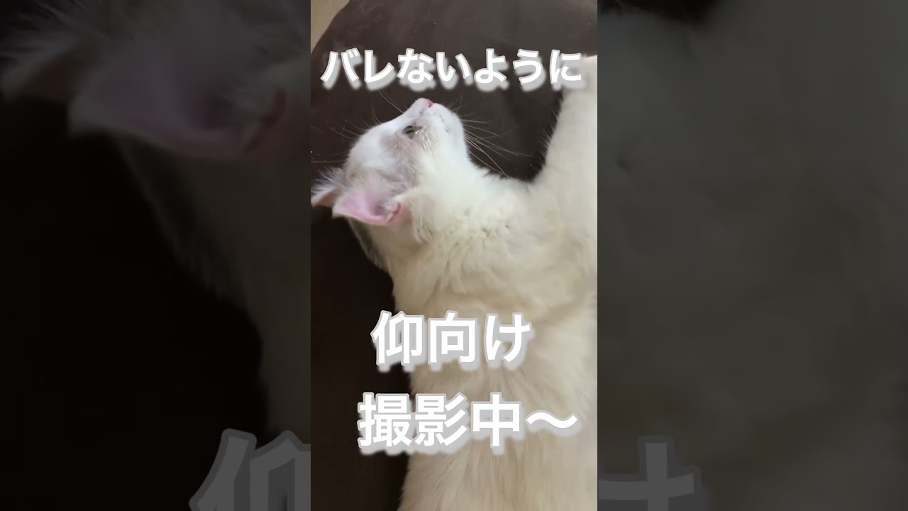 子猫の仰向け撮影中#アメリカンカール #short #shorts #子猫