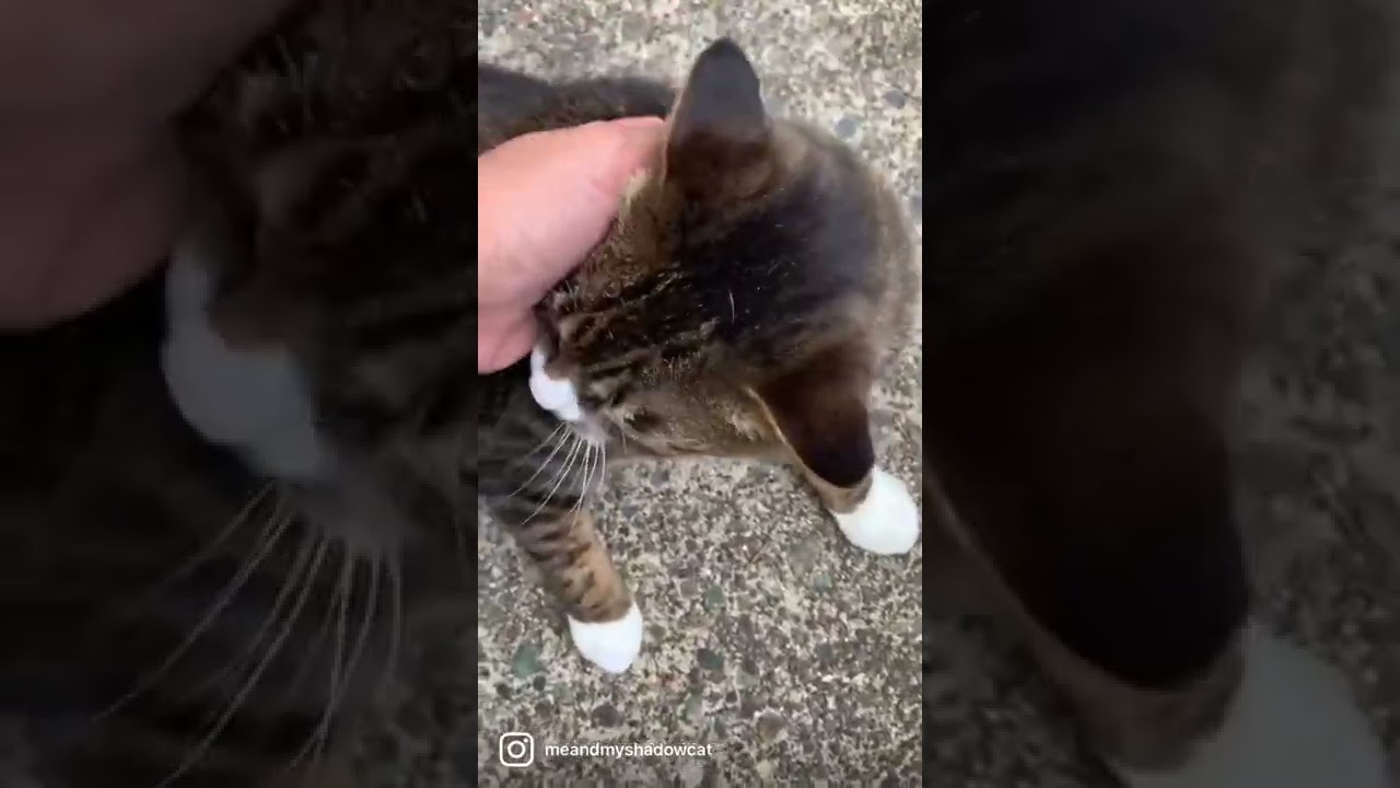 Manx Shadow, (longie) makes adorable chirps and purrs!