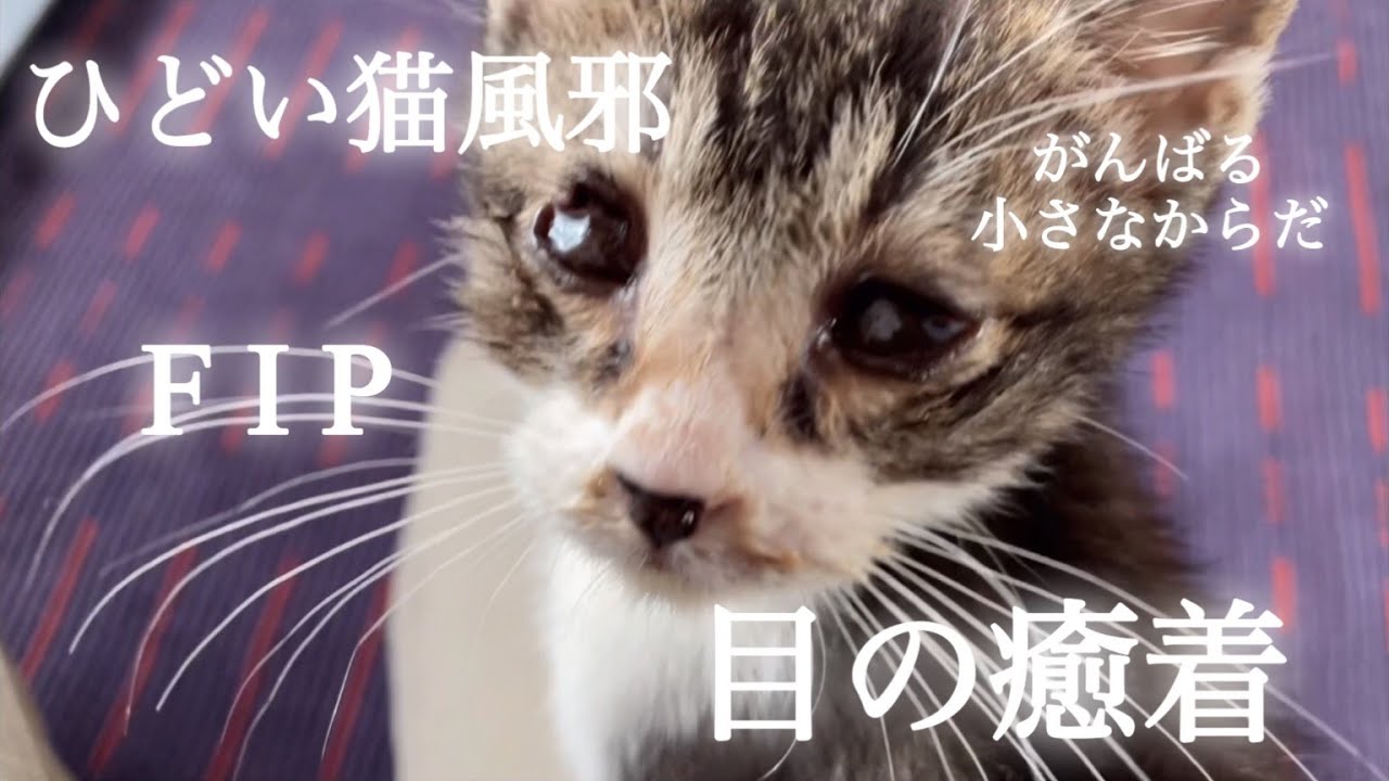 ひどい猫風邪で目が癒着した子猫《FIP、入院も…小さな体で、一生懸命頑張った仔猫の一生》保護猫シェルターとスタッフの家で過ごした二ヶ月と少し。虹の橋へ旅立ちました。