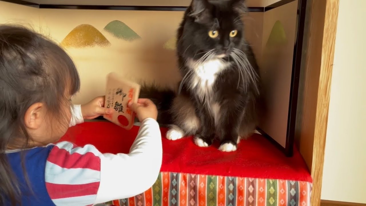 ひな人形の片付けに集まる猫　ノルウェージャンフォレストキャット　ラガマフィンcat that gathered when I was trying to clean up the hina dolls